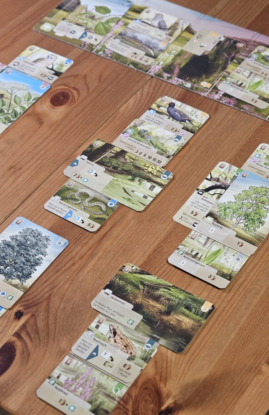 Mischwald Dartmoor: Spielsituation